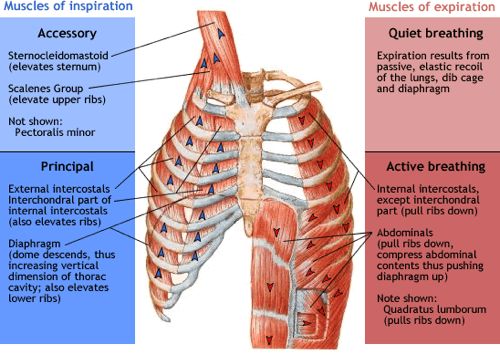 muscles-of-respiration
